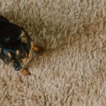 Dog on carpet