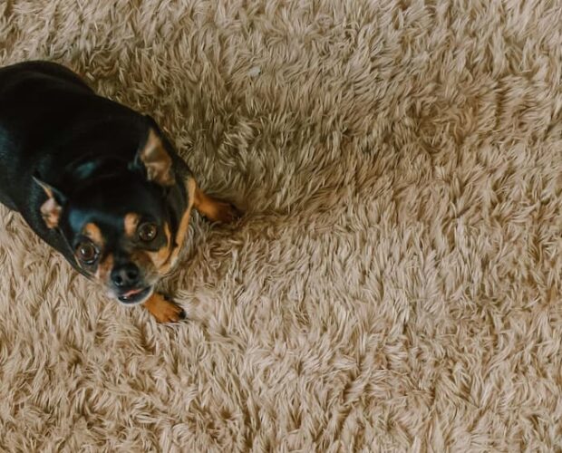 Dog on carpet