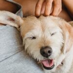 Dog sleeping on owner