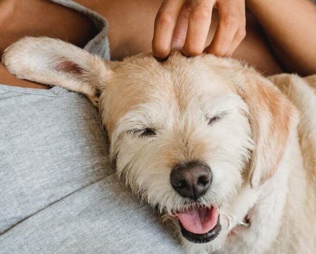 Dog sleeping on owner