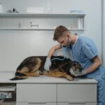 Dog and vet