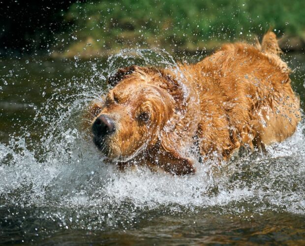 Dog splashing