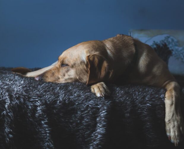 Dog on bed