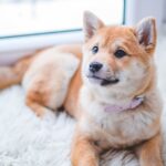 Dog on carpet