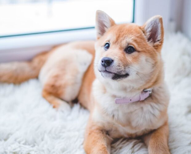 Dog on carpet