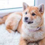 Dog on rug