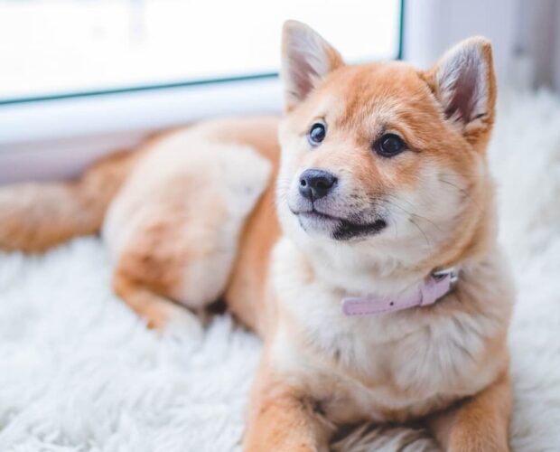 Dog on rug