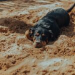 Dog buried in sand