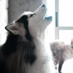 Dog howling