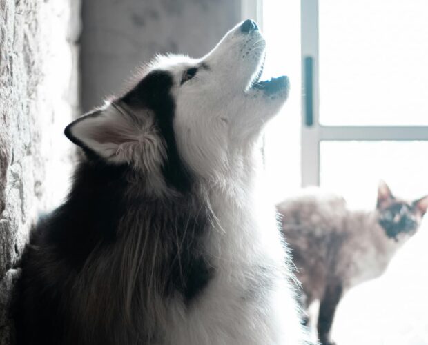 Dog howling