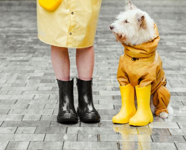 Dog wearing boots