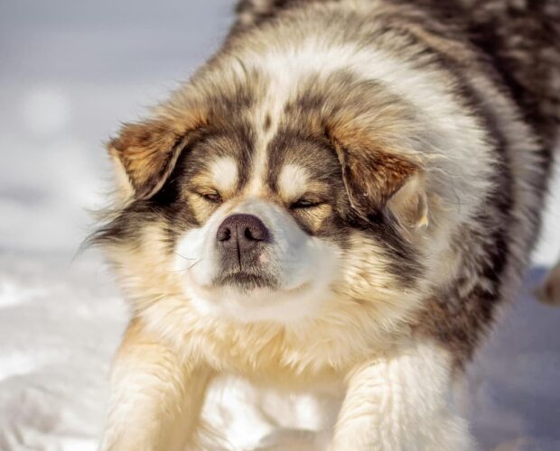 Dog stretching