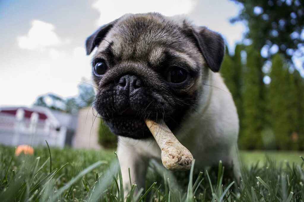 Why Do Dogs Inhale Their Food? - Weary Panda - Why Do Dogs Inhale Grass And Then Burp