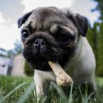 Puppy with bone