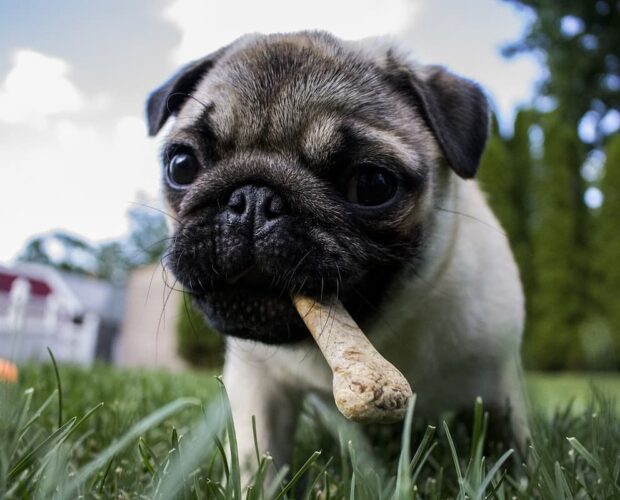 Puppy with bone