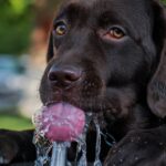 Dog drinking water