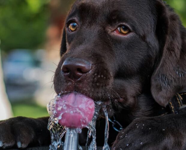 Dog drinking water