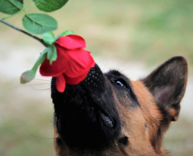 Dog smelling rose