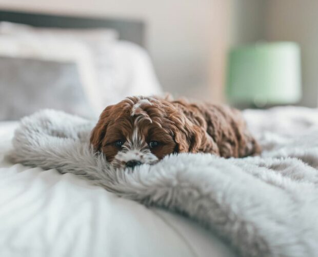 Dog on bed