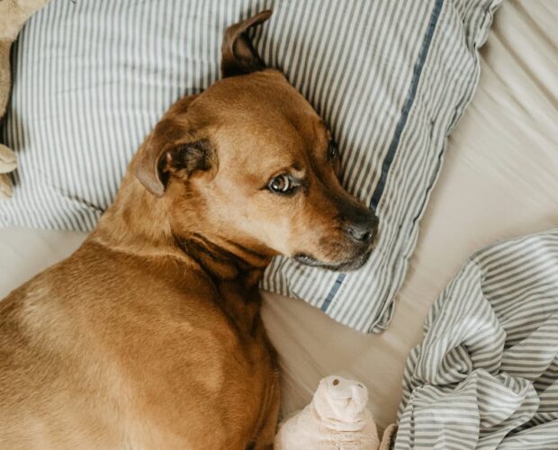 Dog in bed