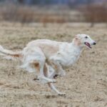 Dog running