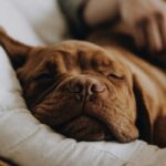 Dog sleeping on chair