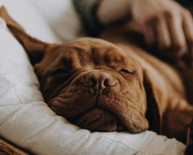 Dog sleeping on chair