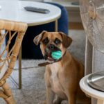 Dog and fan