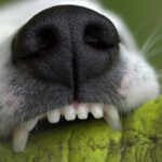 Dog teeth