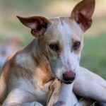 Dog chewing on bone