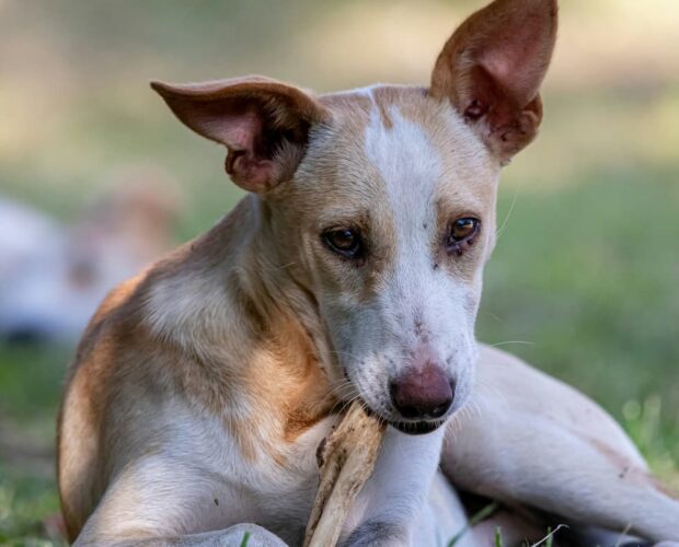 Dog chewing on bone