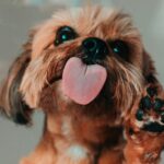 Dog tongue licking