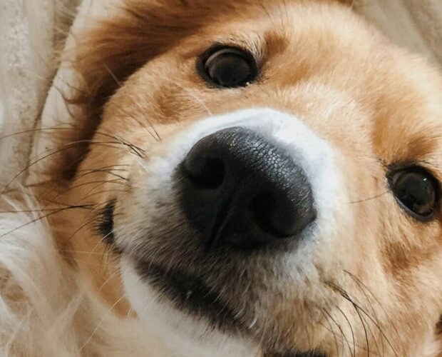 Dog nose