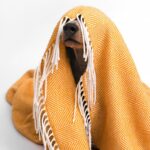 Dog under blanket