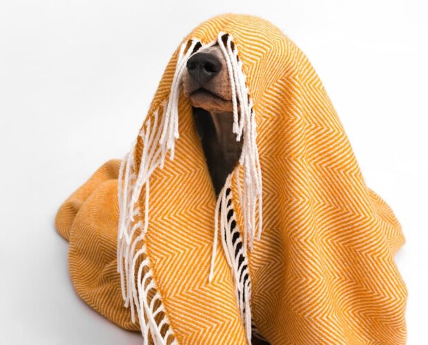 Dog under blanket