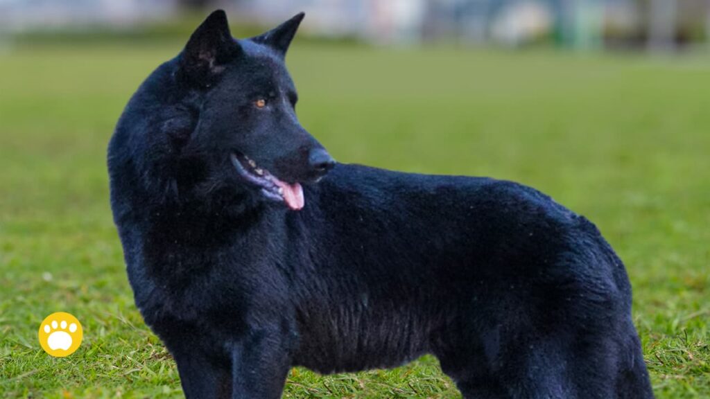 Calupoh (Mexican Wolfdog) Information