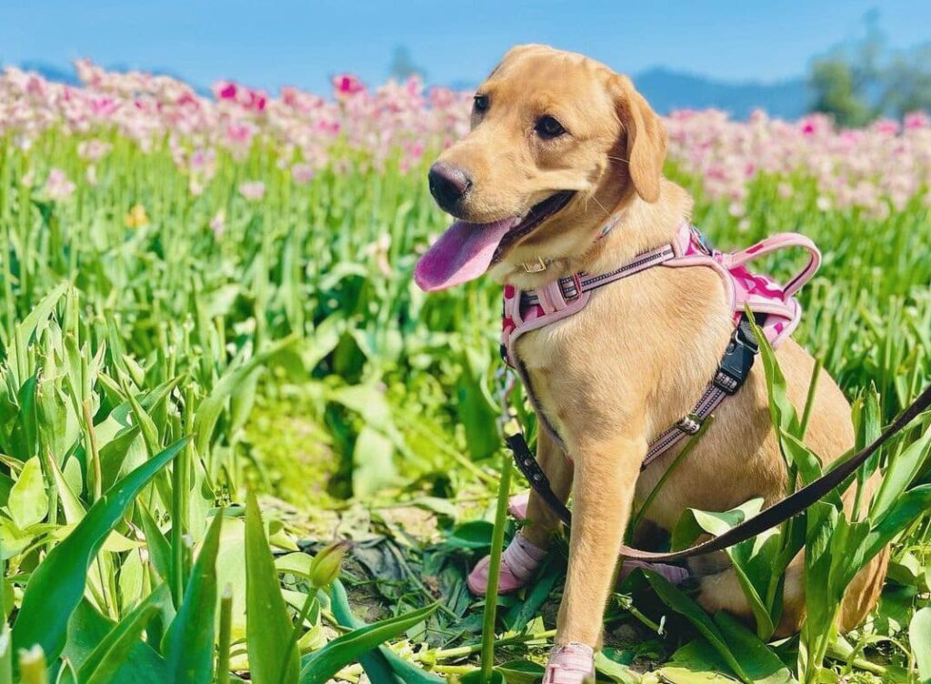 Goldador (Golden Lab Mix) dog