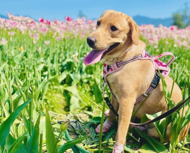 Goldador (Golden Lab Mix) dog