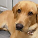 Goldador (Golden Lab Mix) dog sitting on the floor