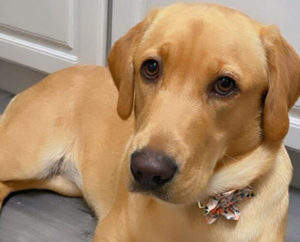 Goldador (Golden Lab Mix) dog sitting on the floor