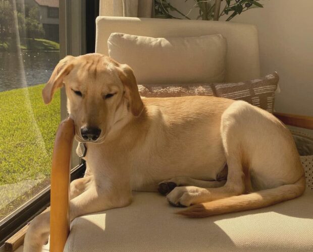 Golden Lab Mix dog laying on the chair in the sun