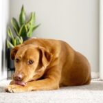 Golden Lab Mix dog laying on the floor