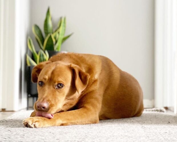 Golden Lab Mix dog laying on the floor