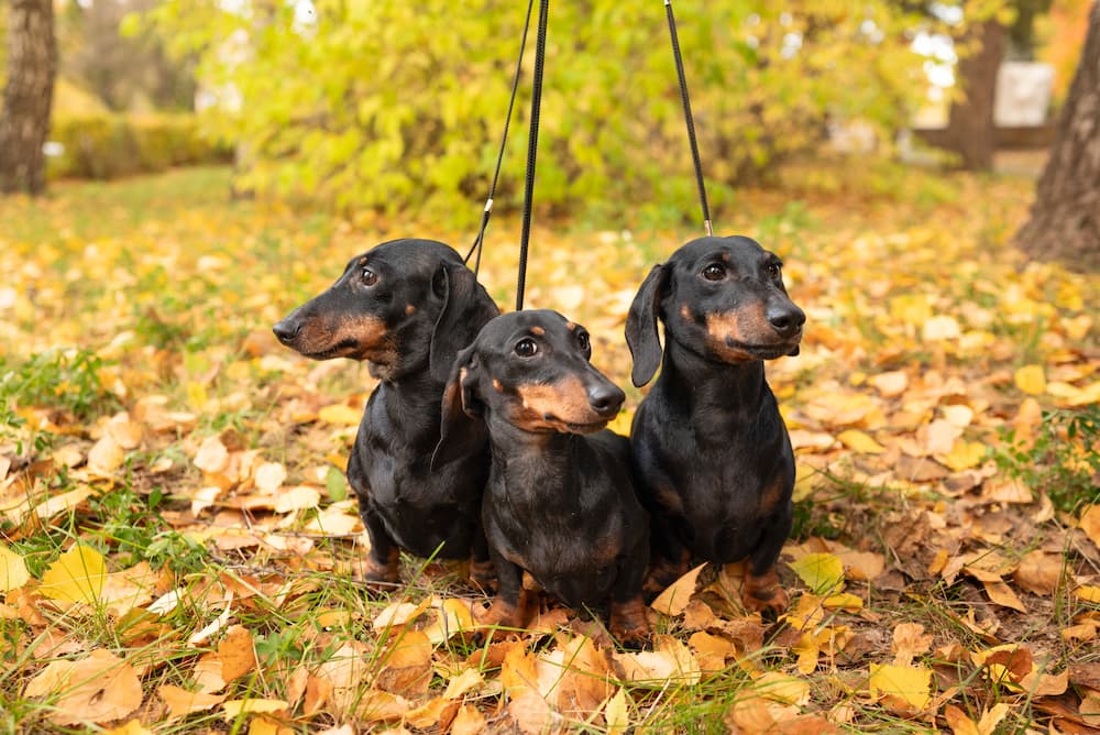 The Ultimate Dachshund Knowledge Quiz featured image