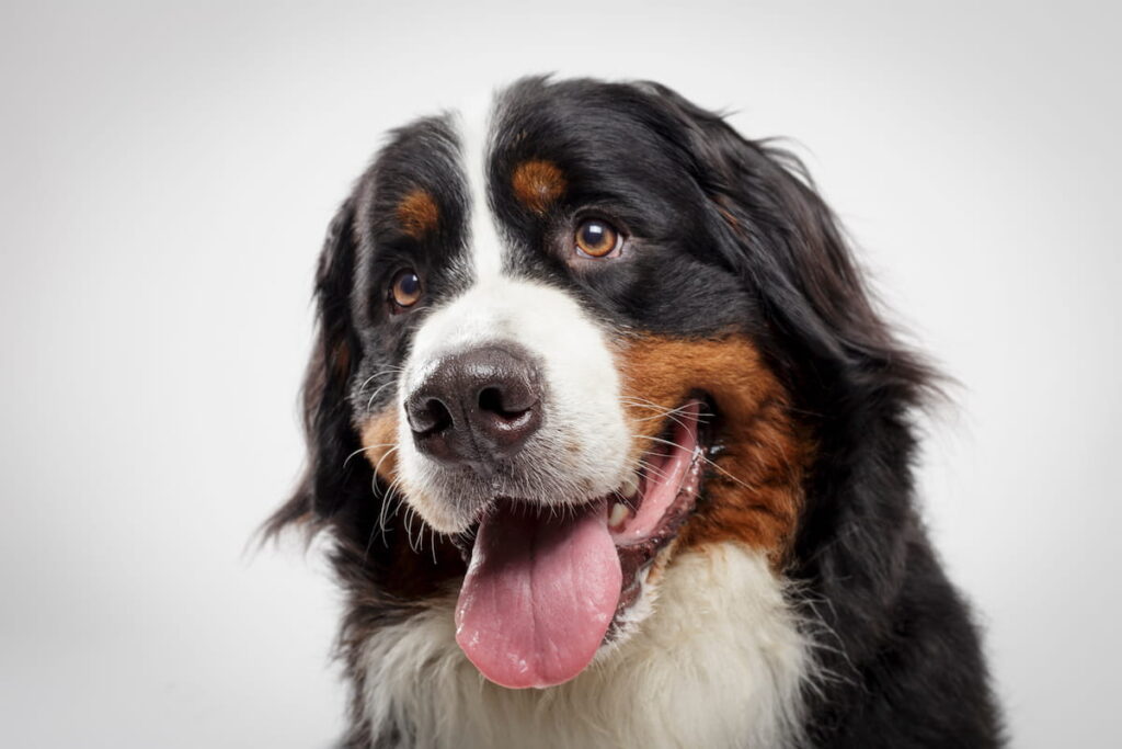 Big Heart, Bigger Paws: How Well Do You Know the Bernese Mountain Dog? featured image
