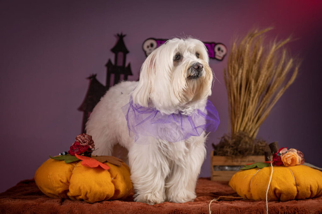 How much do you know about the Coton de Tulear? featured image
