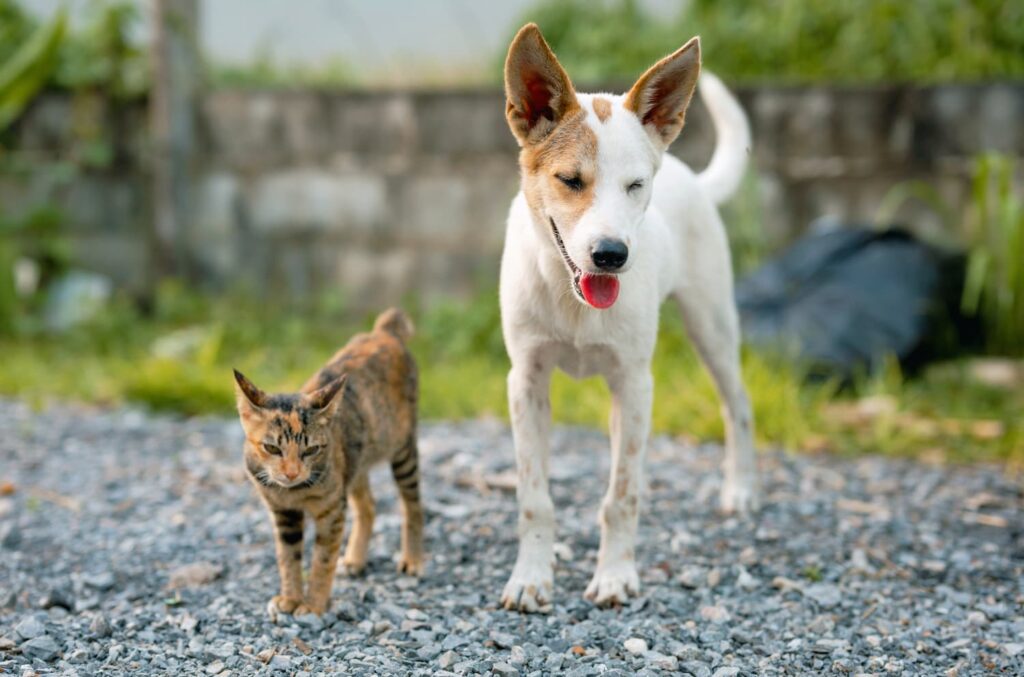 Dog or Cat Rabies Awareness Quiz featured image