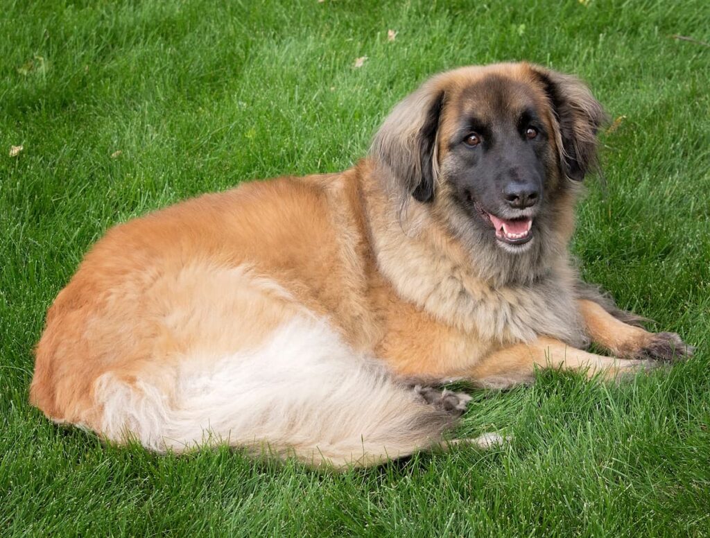 How much do you know about the Leonberger? featured image